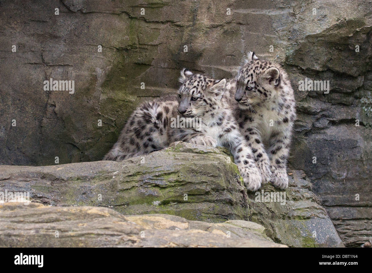 Schnee Leopard Cubs, 14 Wochen alt Stockfoto