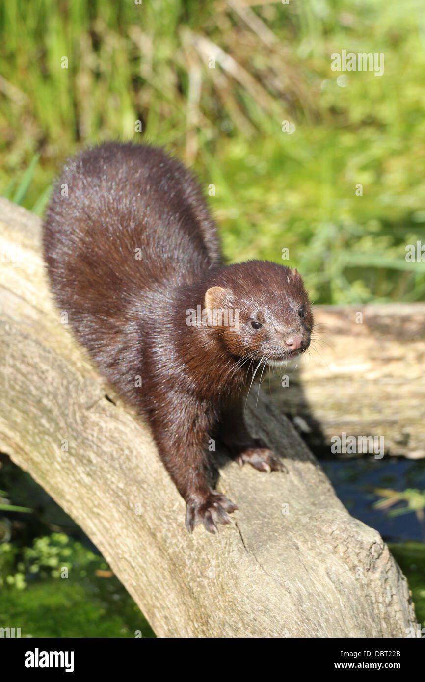 auf einem Baumstamm Stockfoto