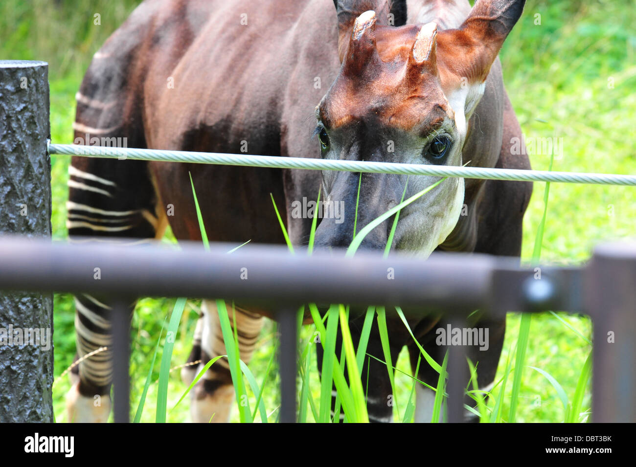 Okapi Okapia johnstoni Stockfotografie - Alamy