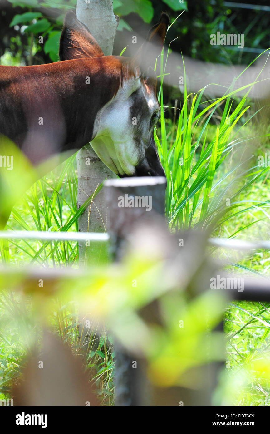 Okapi Okapia johnstoni Stockfotografie - Alamy