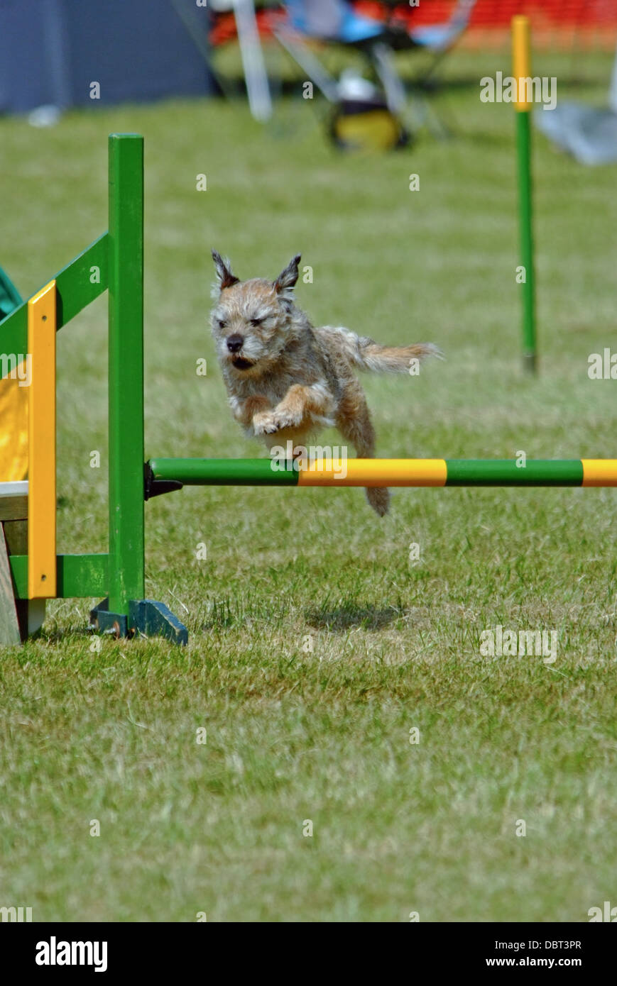 Terrier geht über Sprung Agilität Hundeausstellung Stockfoto