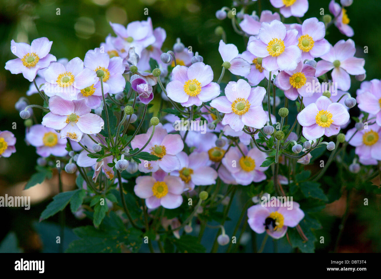 Japanische Anemone Blumen Nahaufnahme Anemone hupehensis Stockfoto