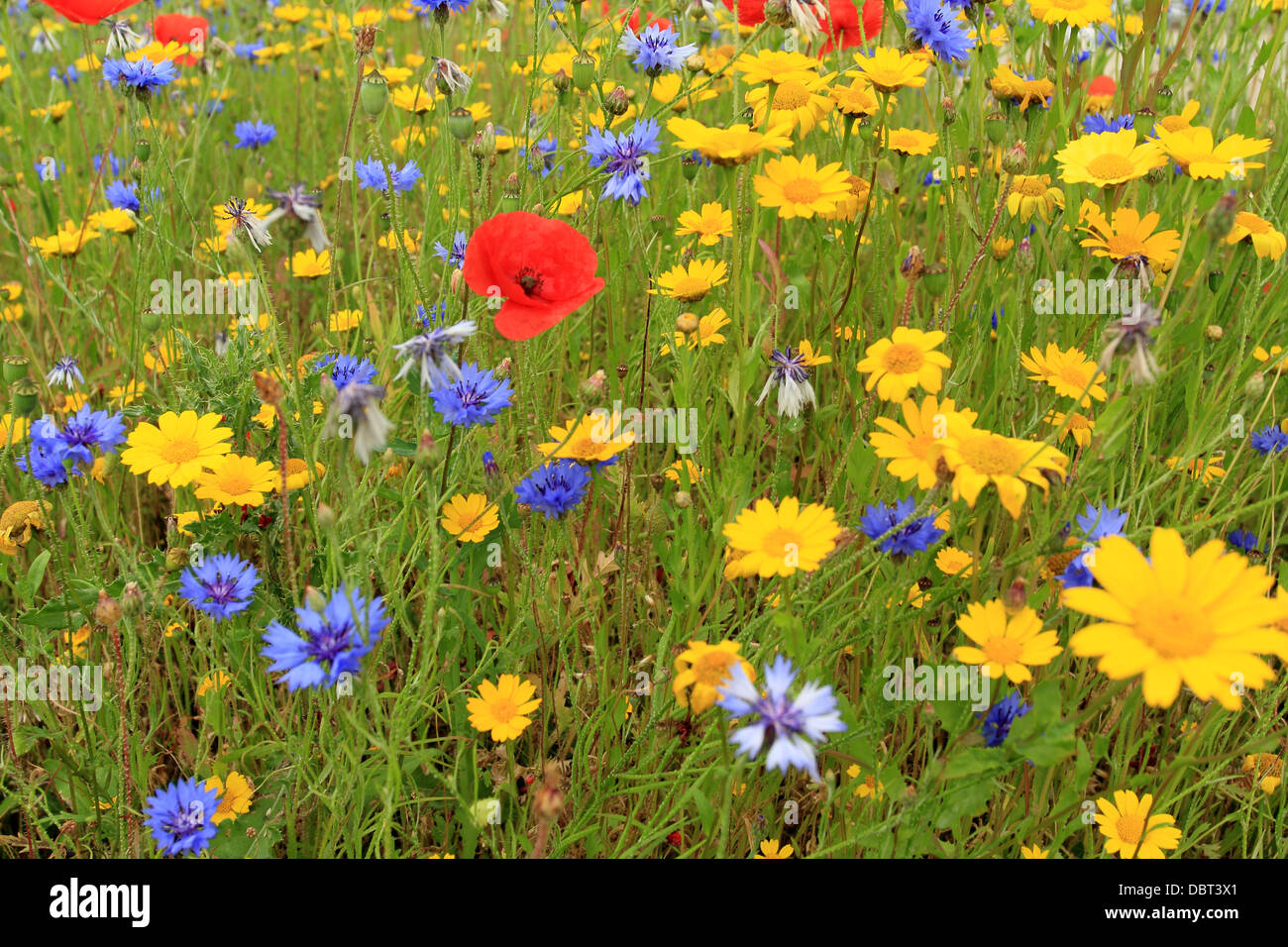 Britische Wildblumenwiese Mohn, Chicorée und Mais Ringelblumen Stockfoto