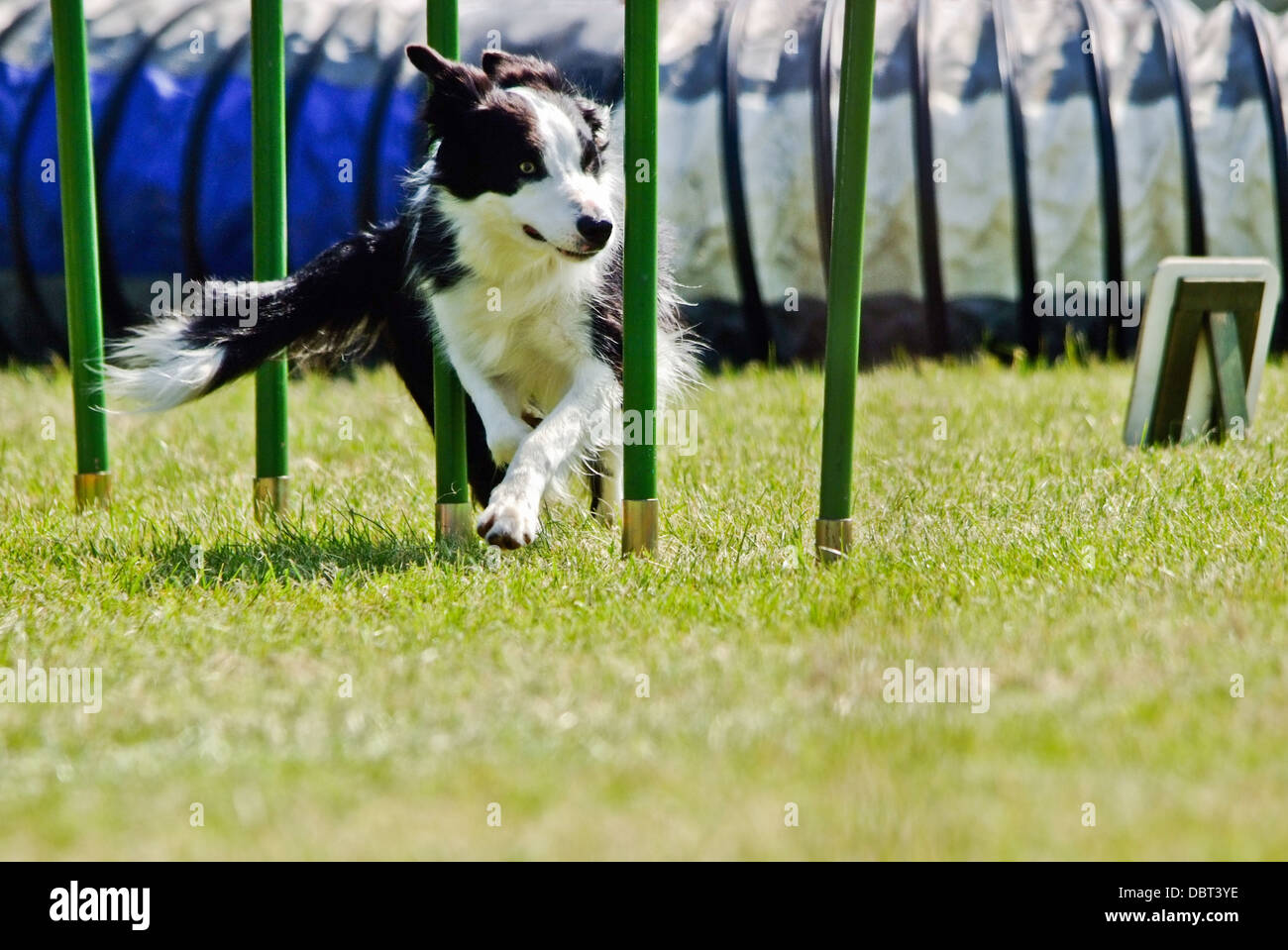 Border Collie wird durch Weben Pole auf Agilität Hundeausstellung Stockfoto