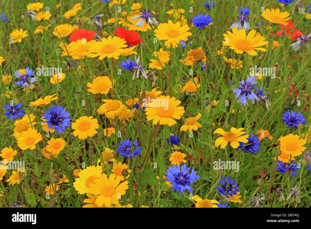 Britische Wildblumenwiese Mohn, Chicorée und Mais Ringelblumen Stockfoto