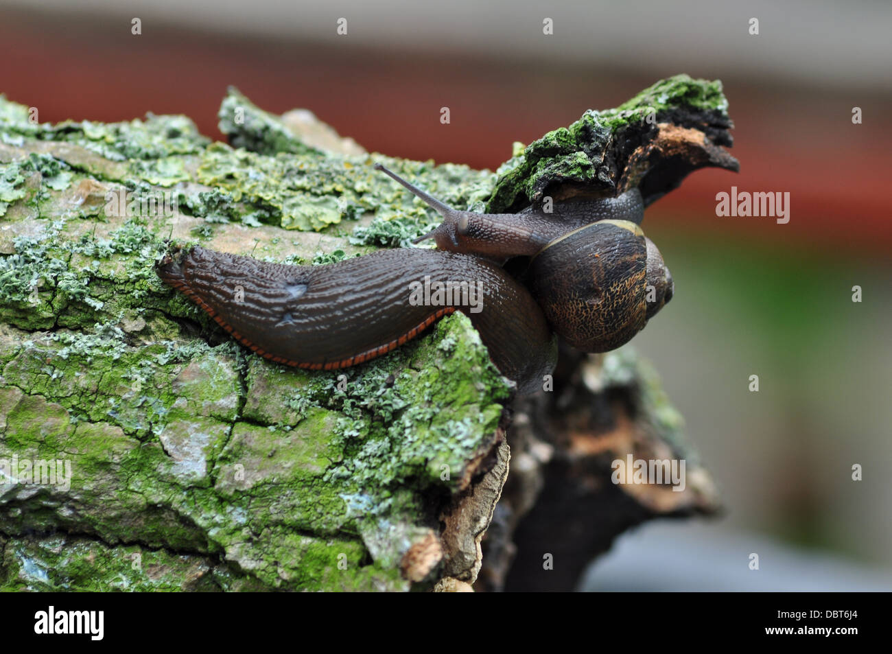 Garten-Schädlinge Stockfoto