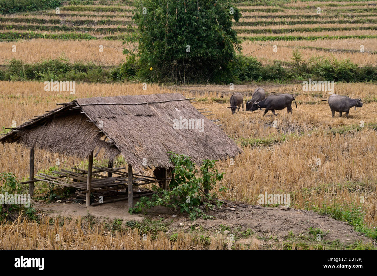 Bereich der Wasserbüffel in Chiangrai Provinz, Thailand Stockfoto