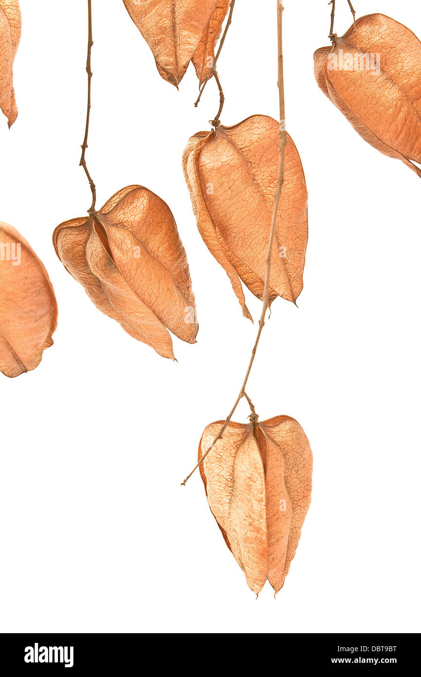 Goldenen regen Baum Samenkapseln (Stand Paniculata) auf weißem Hintergrund Stockfoto