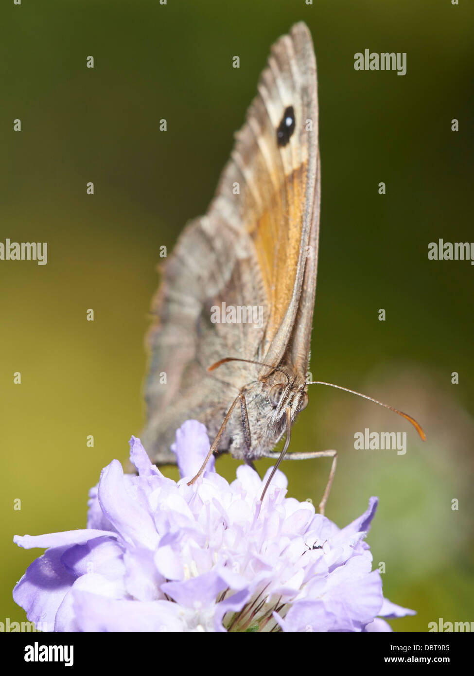 Wiese braun Schmetterling Fütterung auf Witwenblume blühende Pflanze Stockfoto