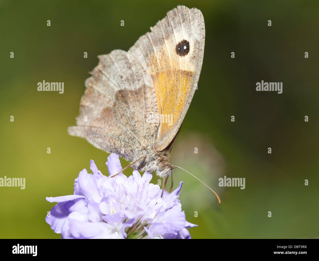 Wiese braun Schmetterling Fütterung auf Witwenblume blühende Pflanze Stockfoto