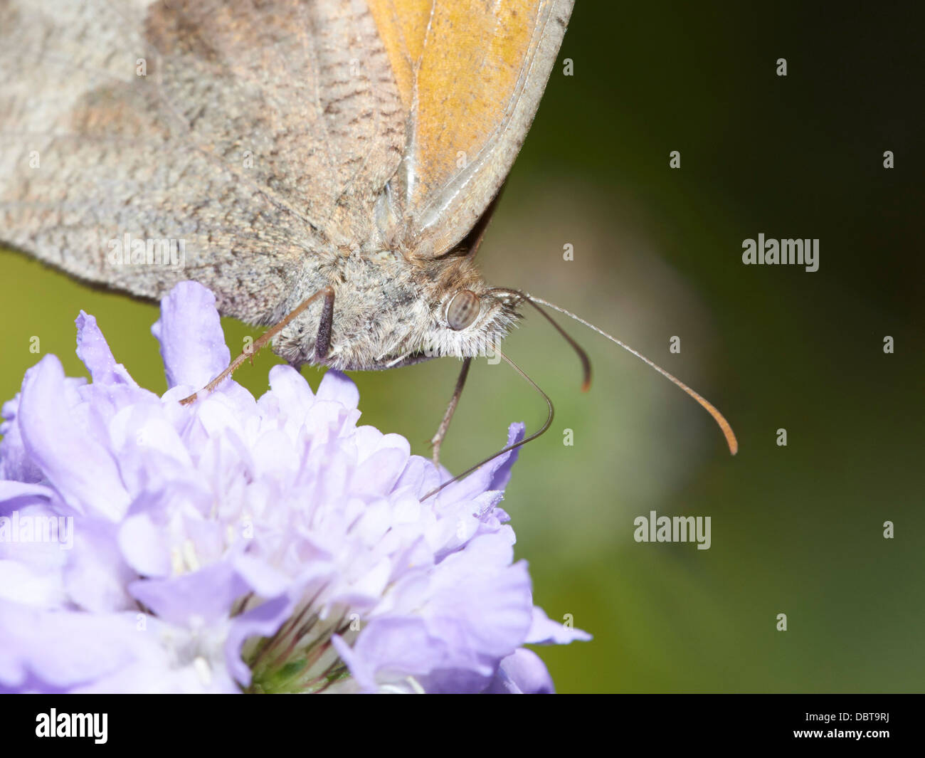 Wiese braun Schmetterling Fütterung auf Witwenblume blühende Pflanze Stockfoto
