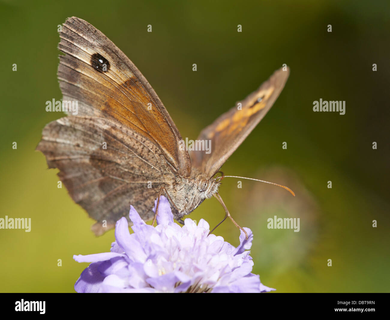 Wiese braun Schmetterling Fütterung auf Witwenblume blühende Pflanze Stockfoto