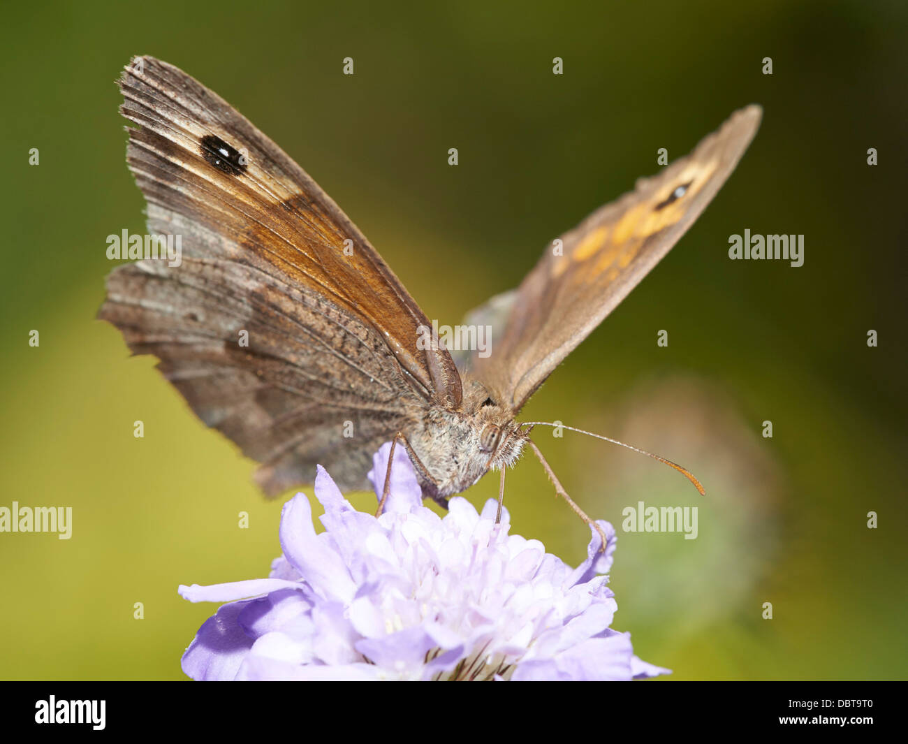 Wiese braun Schmetterling Fütterung auf Witwenblume blühende Pflanze Stockfoto