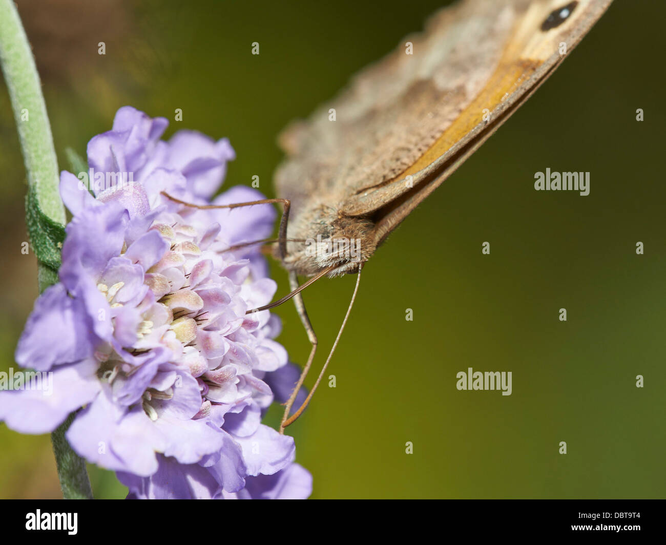 Wiese braun Schmetterling Fütterung auf Witwenblume blühende Pflanze Stockfoto