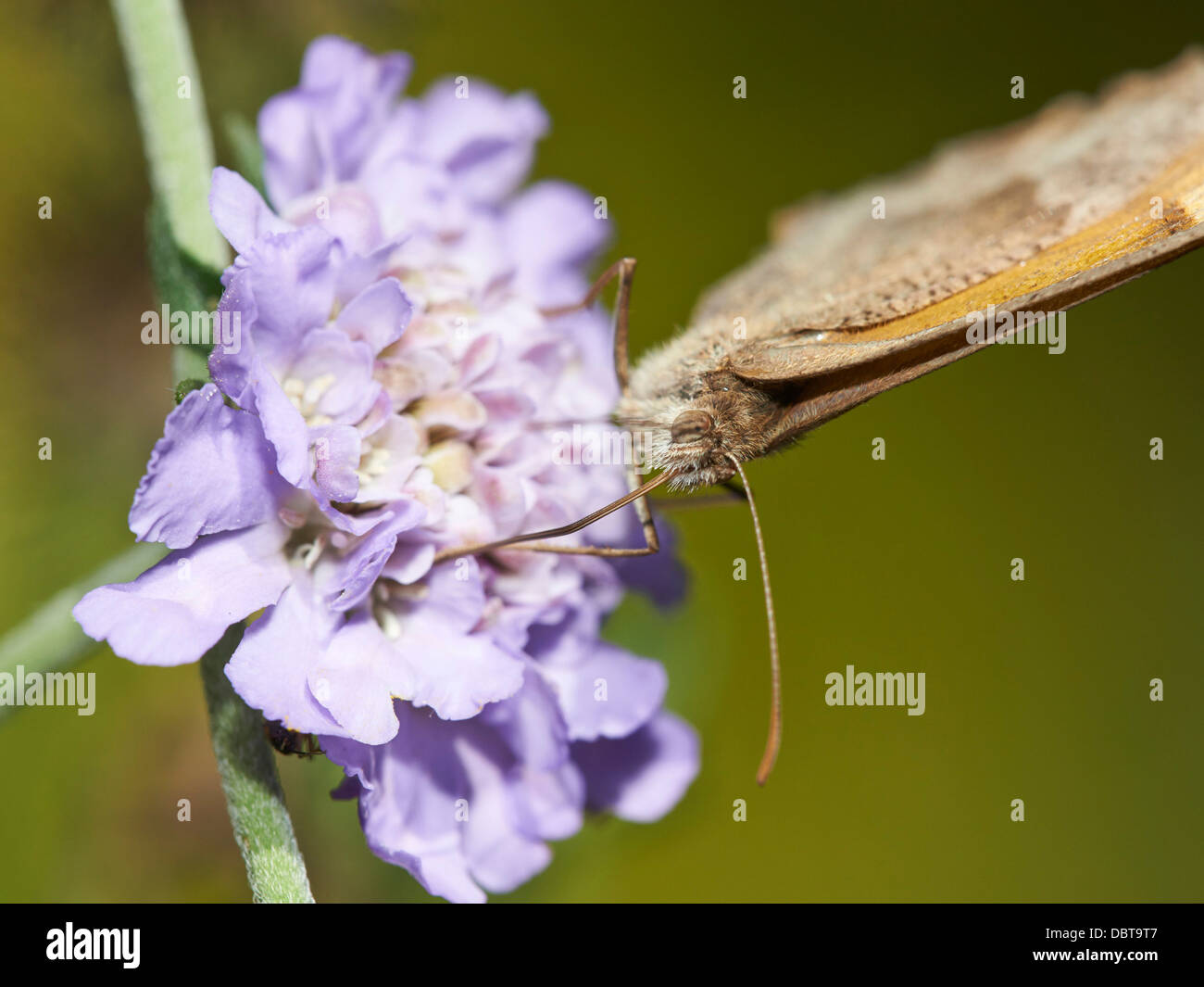 Wiese braun Schmetterling Fütterung auf Witwenblume blühende Pflanze Stockfoto