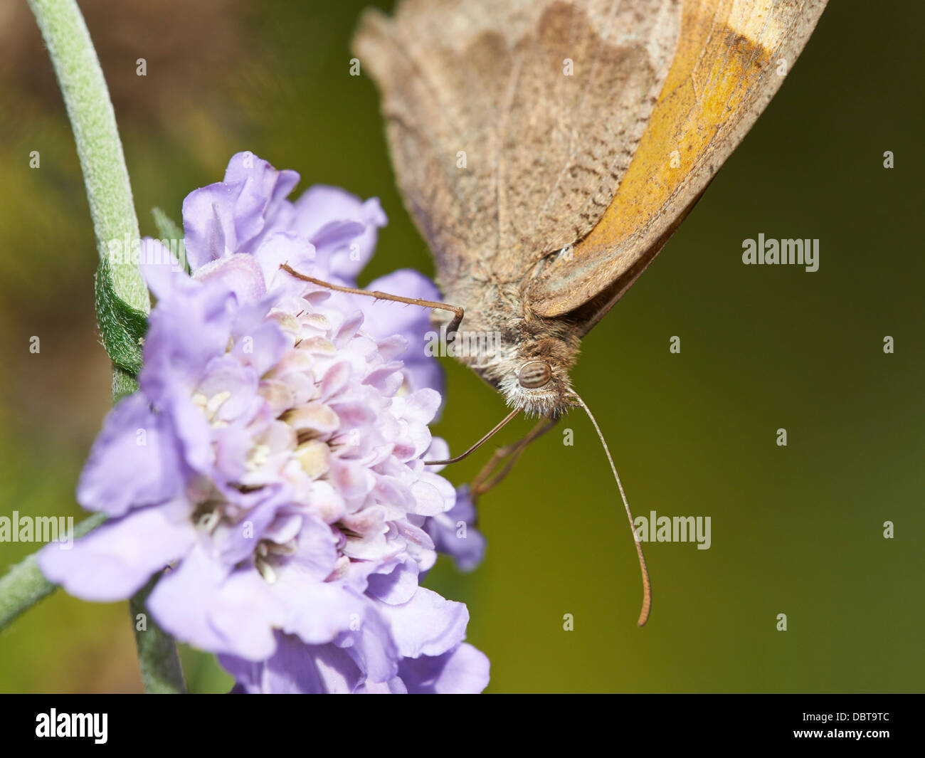 Wiese braun Schmetterling Fütterung auf Witwenblume blühende Pflanze Stockfoto