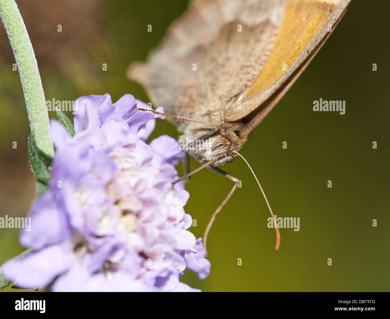 Wiese braun Schmetterling Fütterung auf Witwenblume blühende Pflanze Stockfoto