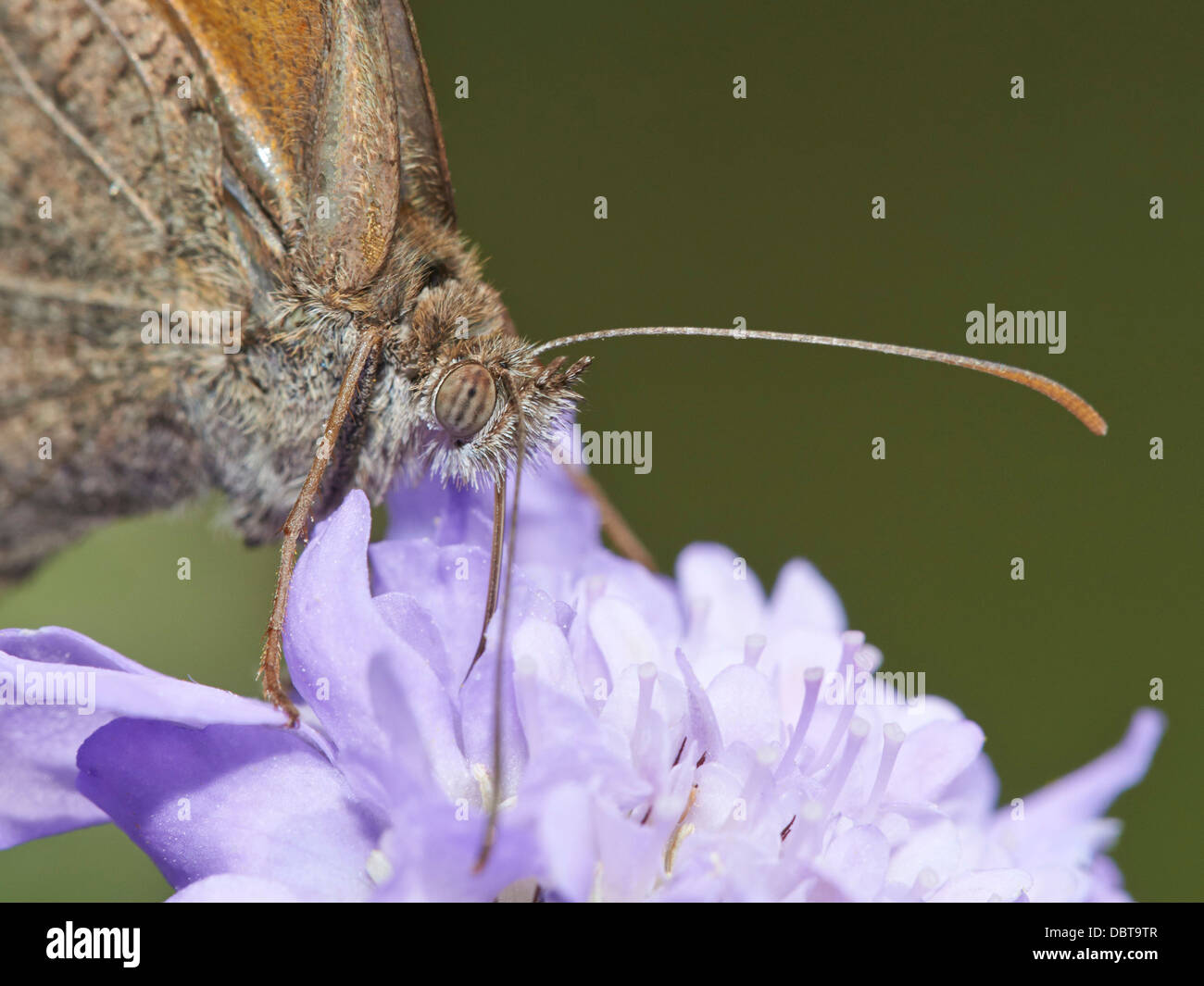 Wiese braun Schmetterling Fütterung auf Witwenblume blühende Pflanze Stockfoto