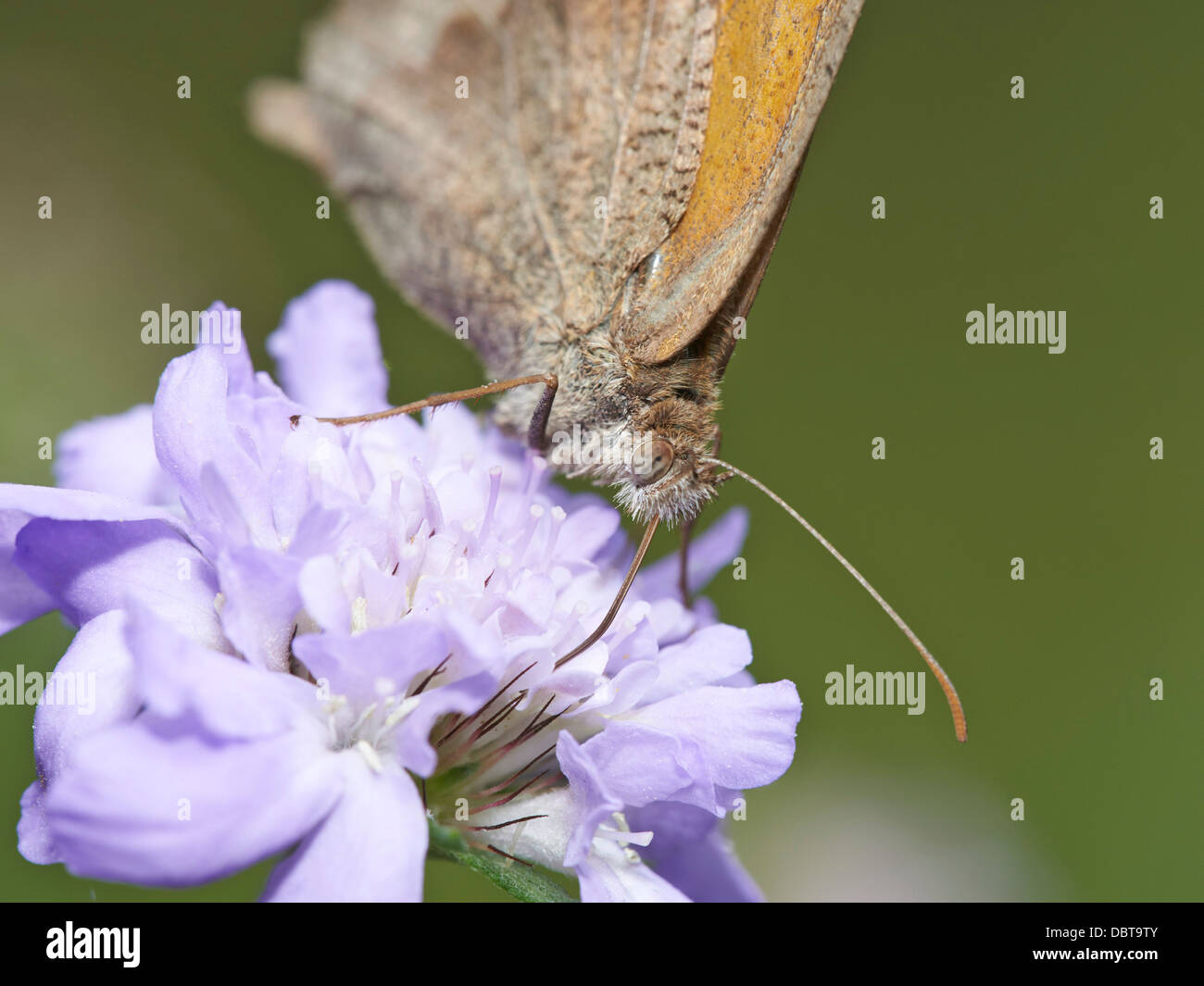 Wiese braun Schmetterling Fütterung auf Witwenblume blühende Pflanze Stockfoto