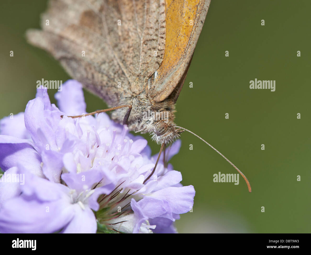 Wiese braun Schmetterling Fütterung auf Witwenblume blühende Pflanze Stockfoto