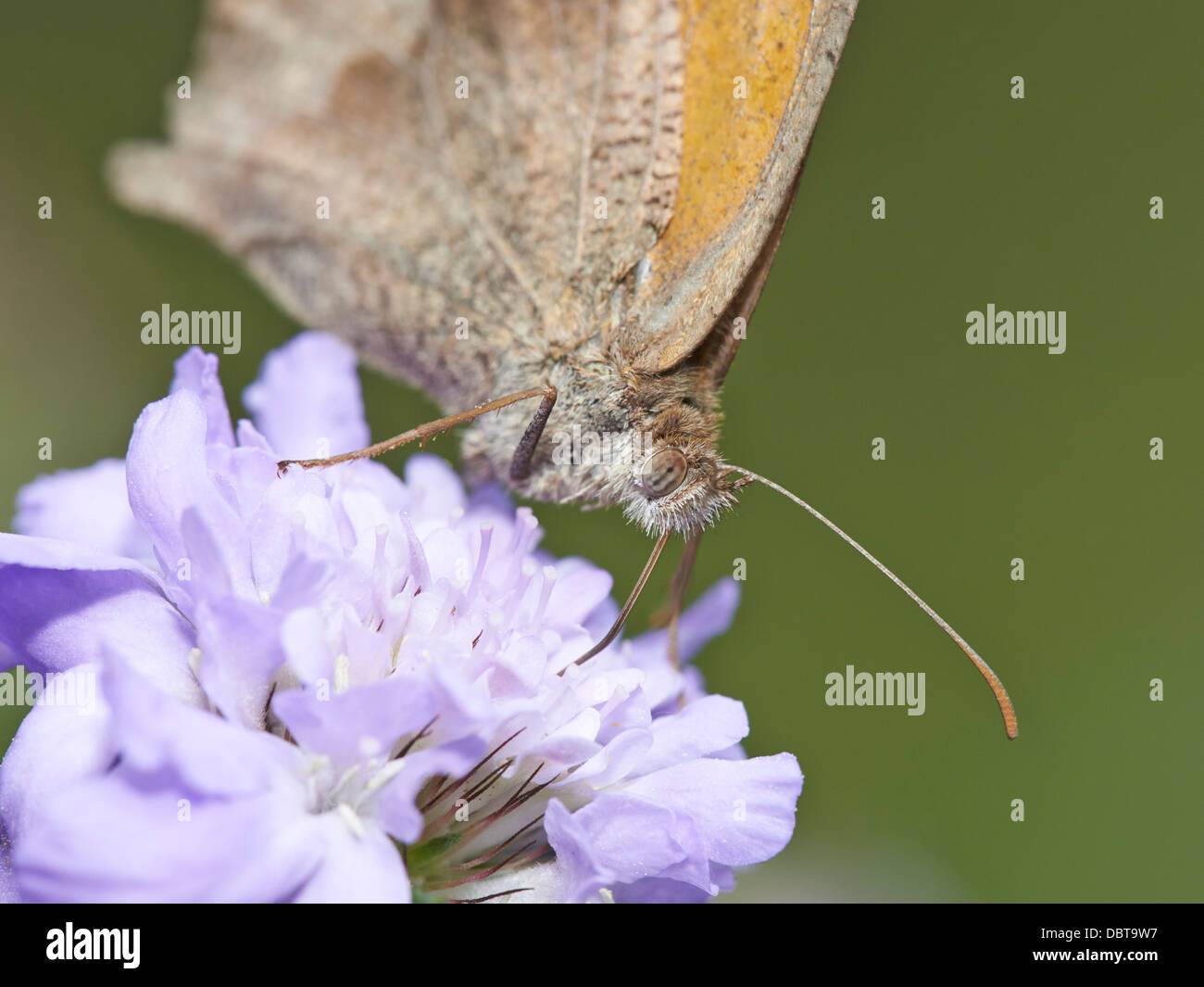 Wiese braun Schmetterling Fütterung auf Witwenblume blühende Pflanze Stockfoto
