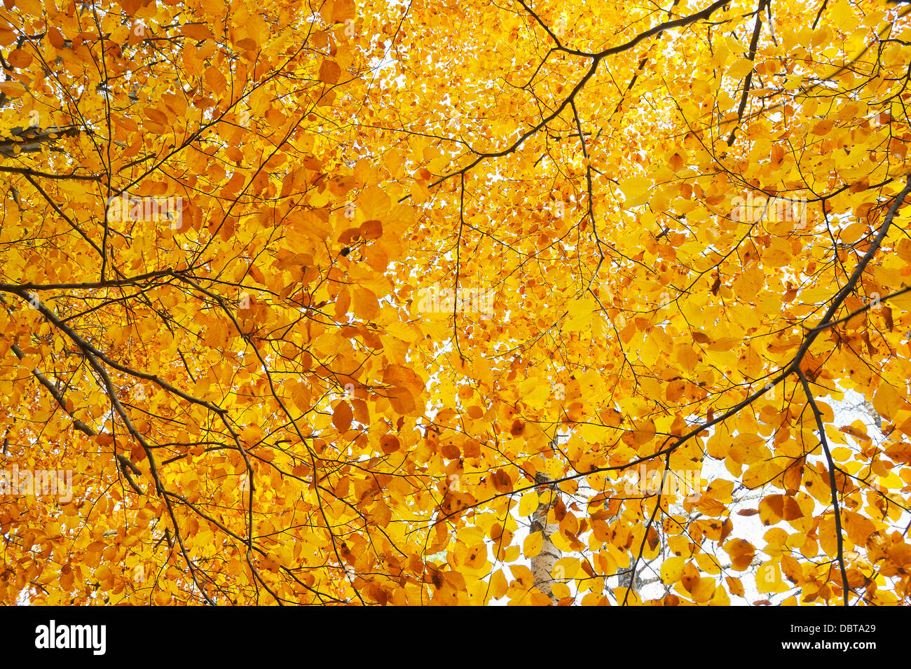 Blätter im Herbst Stockfoto