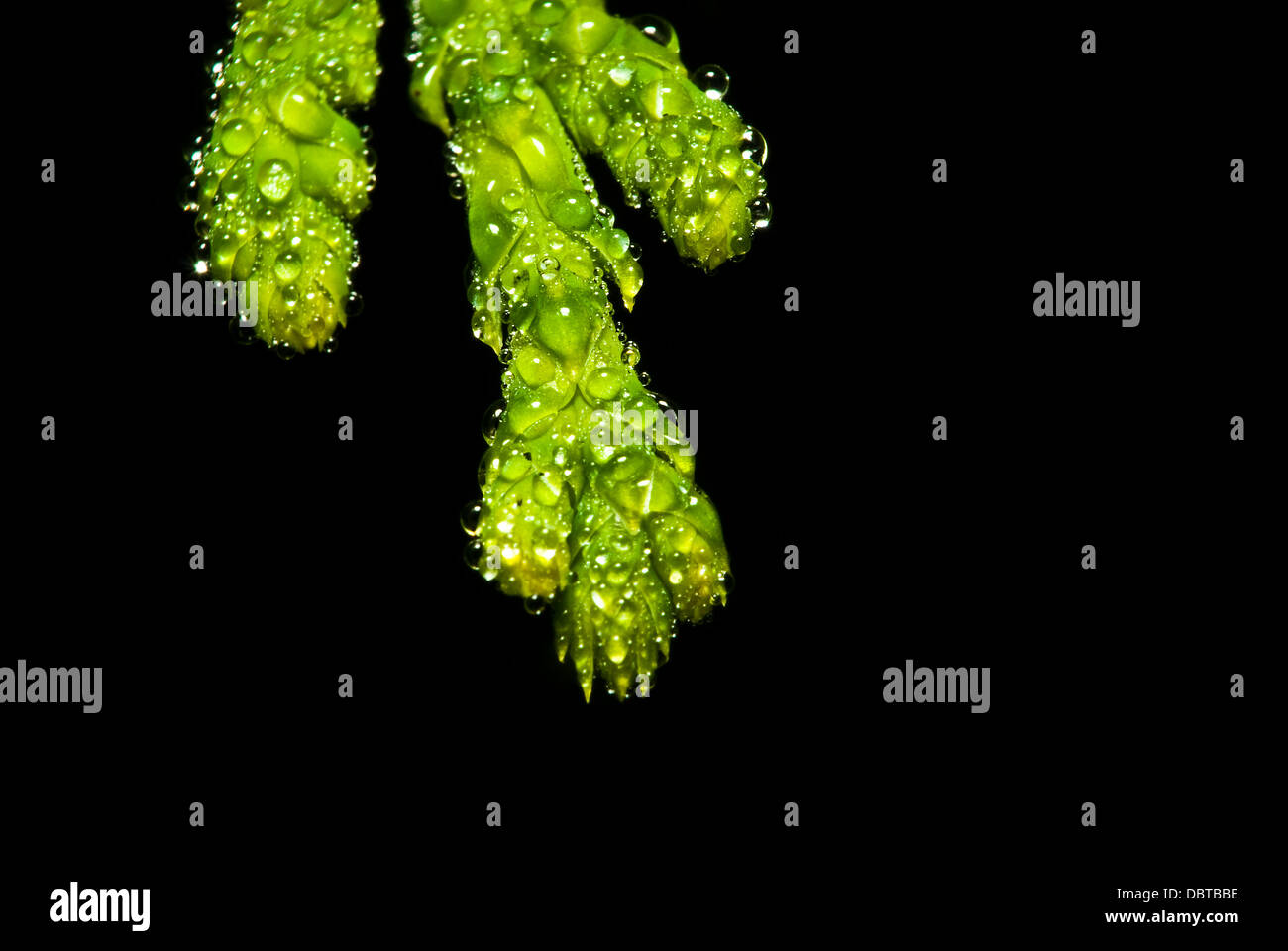 Nasse frische immergrüner Strauch bedeckt mit Morgentau Stockfoto