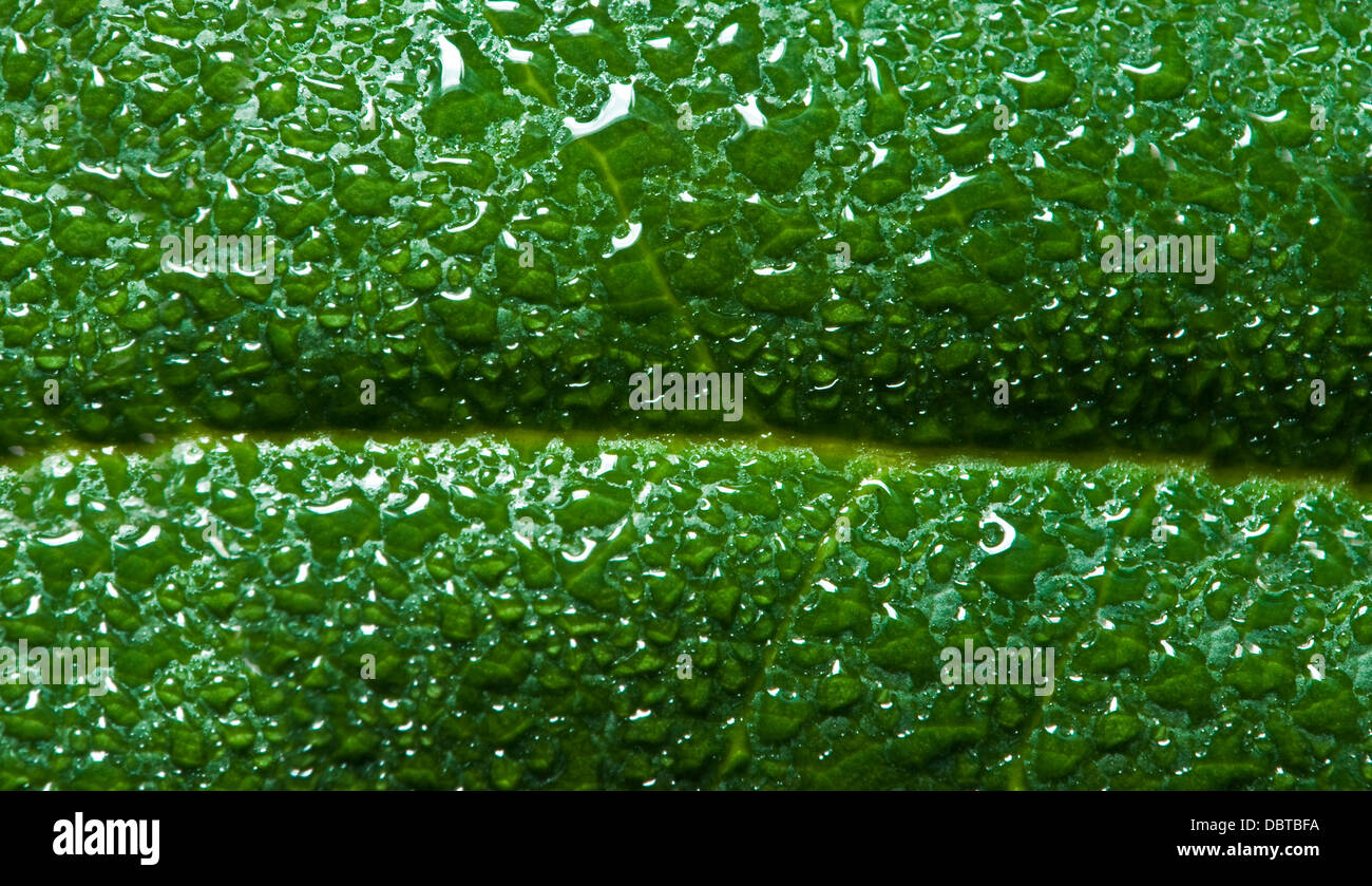 Frisches nasses grünes Blatt bedeckt mit Morgentau auf Oberfläche Stockfoto