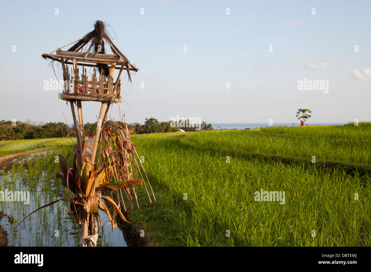 Balinesische Reis bietet In Reisfeldern / Reihenhaus Tabanan Bereich, Bali, Indonesien Stockfoto