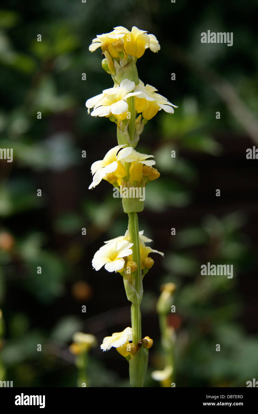 "Tante Mai" gelbe Blume Sisyrinchium Striatum Stockfoto