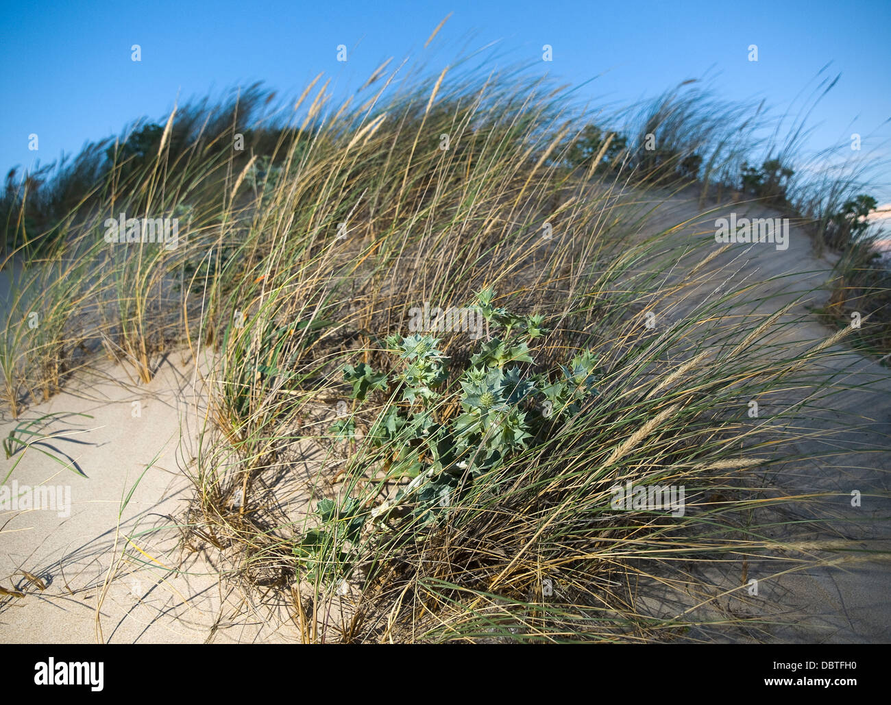 Vegetation durch Wind bewegt. Die Pflanzen sind auf dem Strandsand und von einem Blitz beleuchtet. Stockfoto