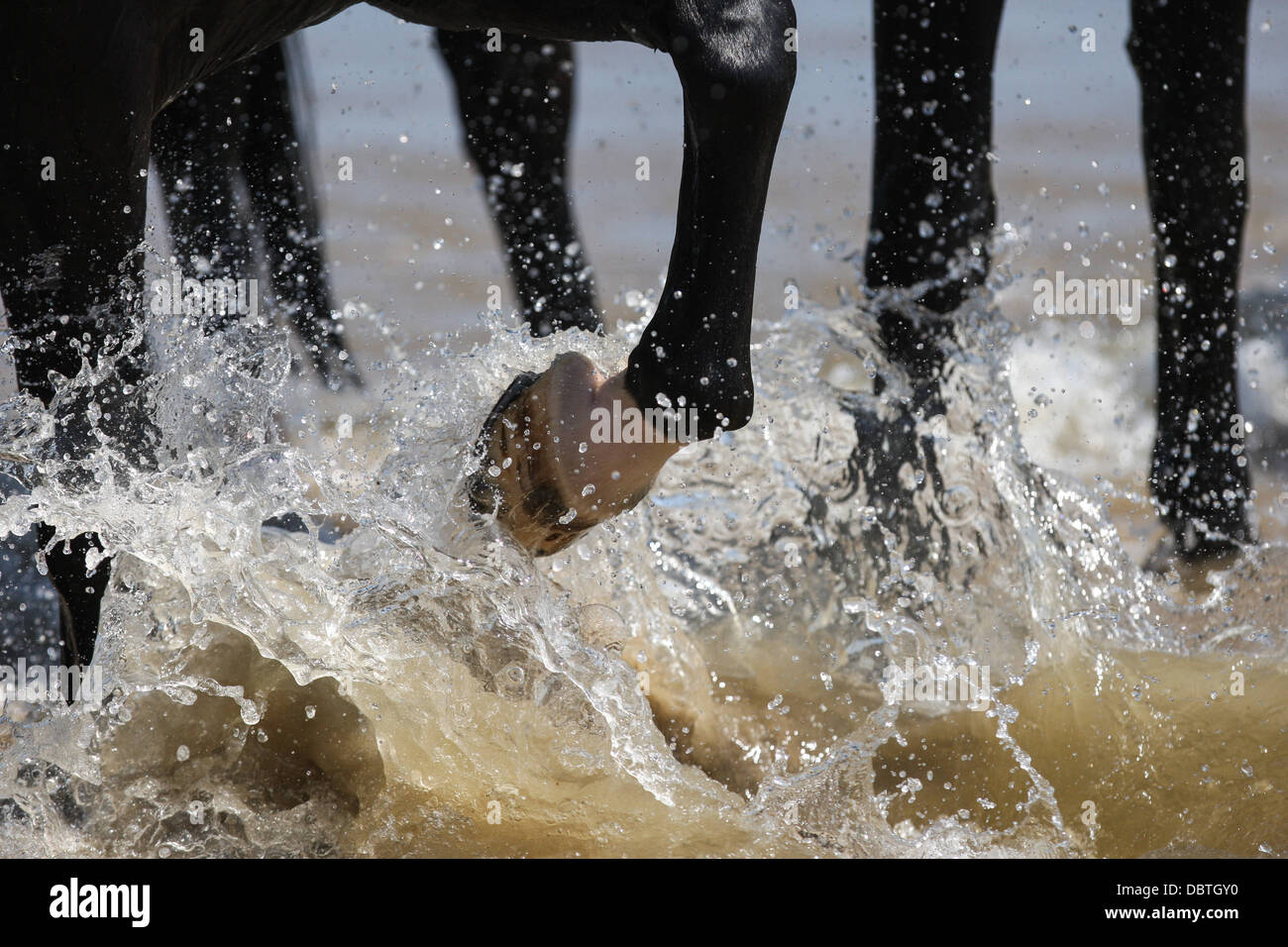 PFERDE UND SOLDATEN VON DER HOUSEHOLD CAVALRY (RETTUNGSSCHWIMMER) AM HOLKHAM BEACH AN DER NORDKÜSTE NORFOLK IM MEER Stockfoto