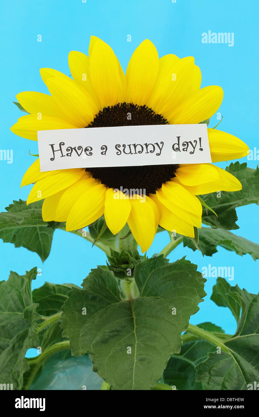 Haben Sie einen sonnigen Tag Hinweis auf Sonnenblume Stockfoto