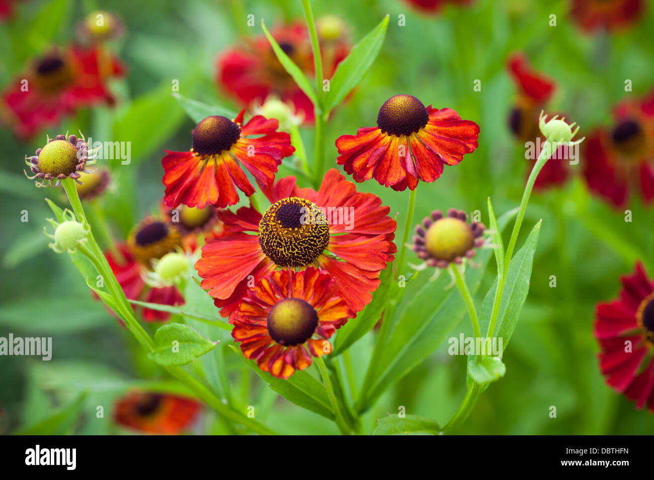 Leuchtend rote Helenium Blumen im Garten Stockfoto