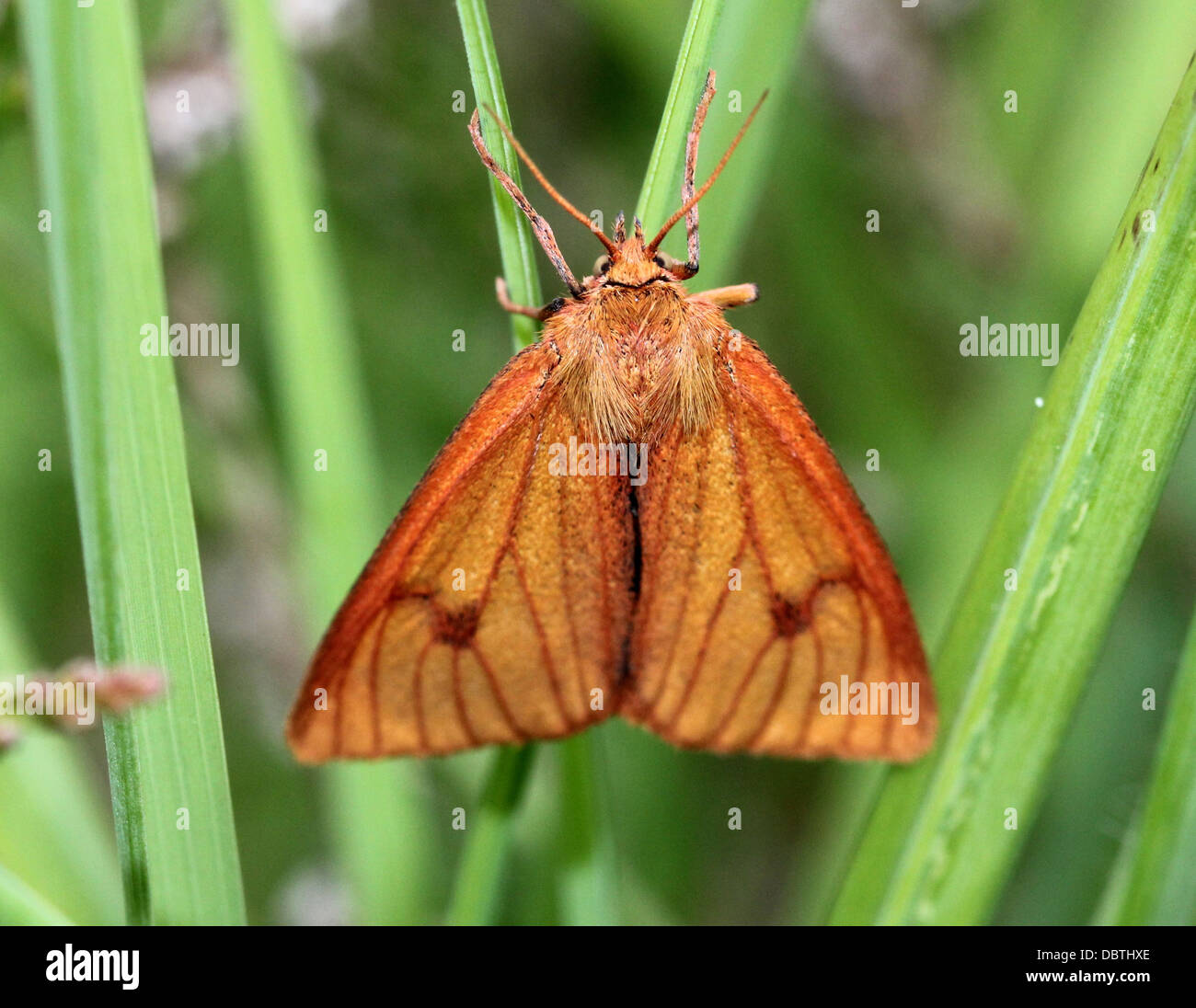 Nahaufnahme einer bräunlich-gelbe weibliche gelbe getrübt Buff Moth (Diacrisia Sannio) Stockfoto