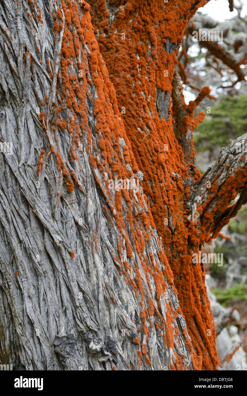 Trentepohlia sp., eine grüne Alge, die auf Zypressen wächst, Point Lobos State Natural Reserve, CA Stockfoto
