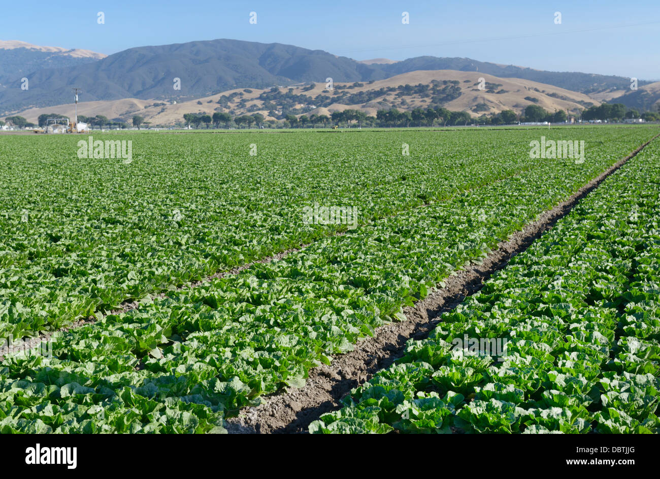 Reihen von Kopfsalat, Salinas Valley, zentrale CA Stockfoto