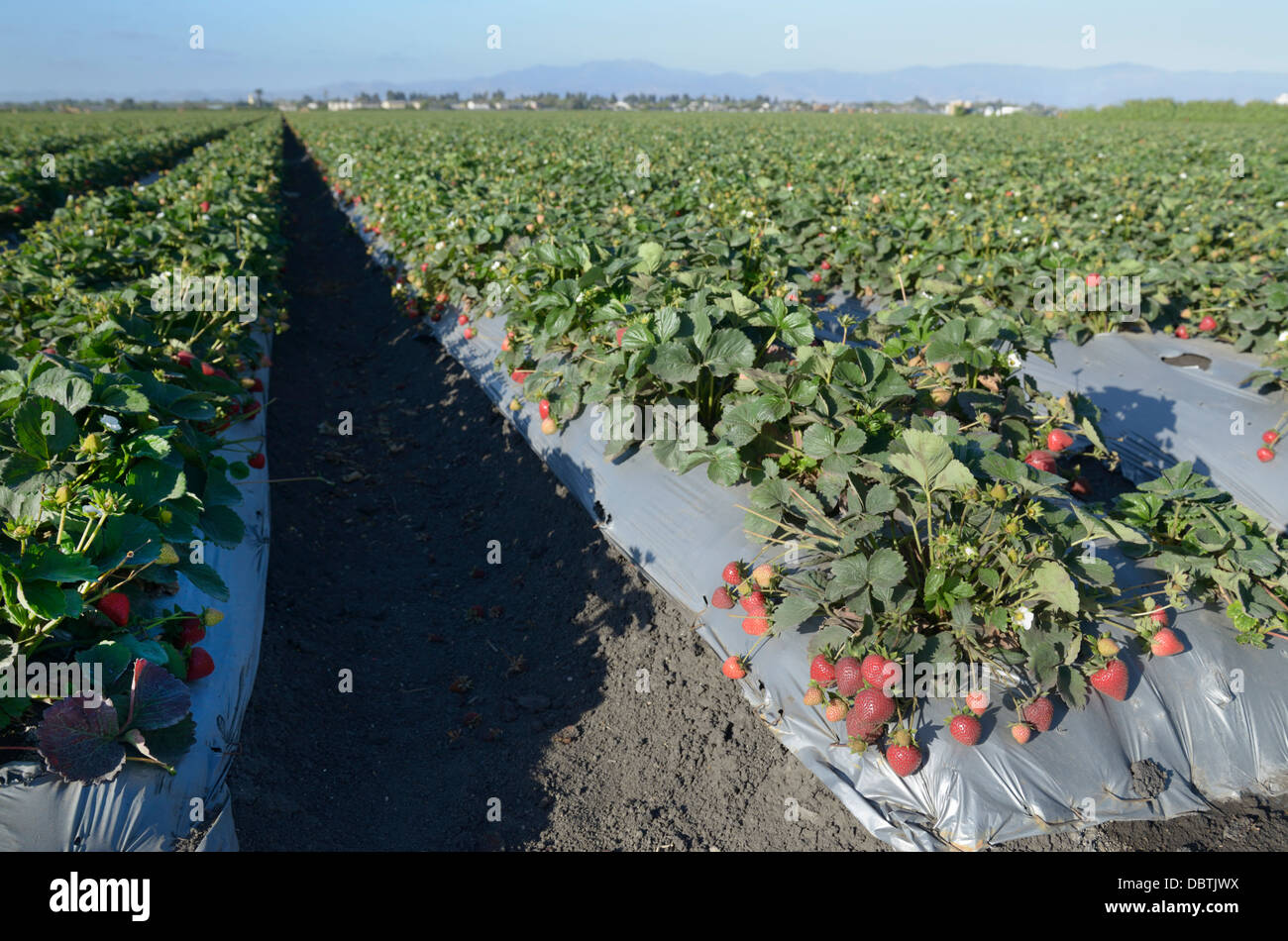 Reihen von Erdbeerpflanzen, Salinas Valley, zentrale CA Stockfoto