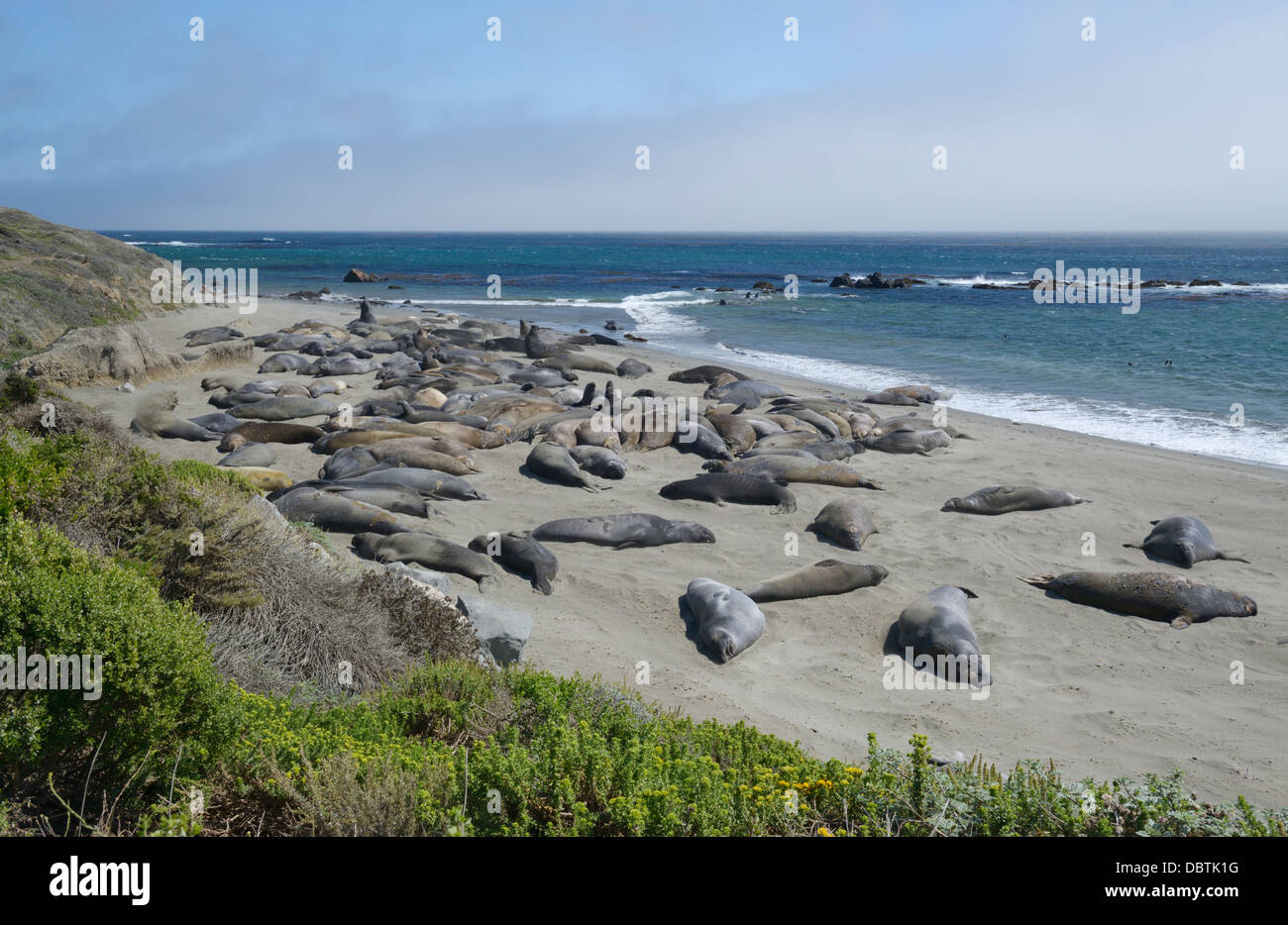 Nördlichen See-Elefanten, Mirounga Angustirostris, holte am Piedras Blancas Strand, San Simeon, CA Stockfoto