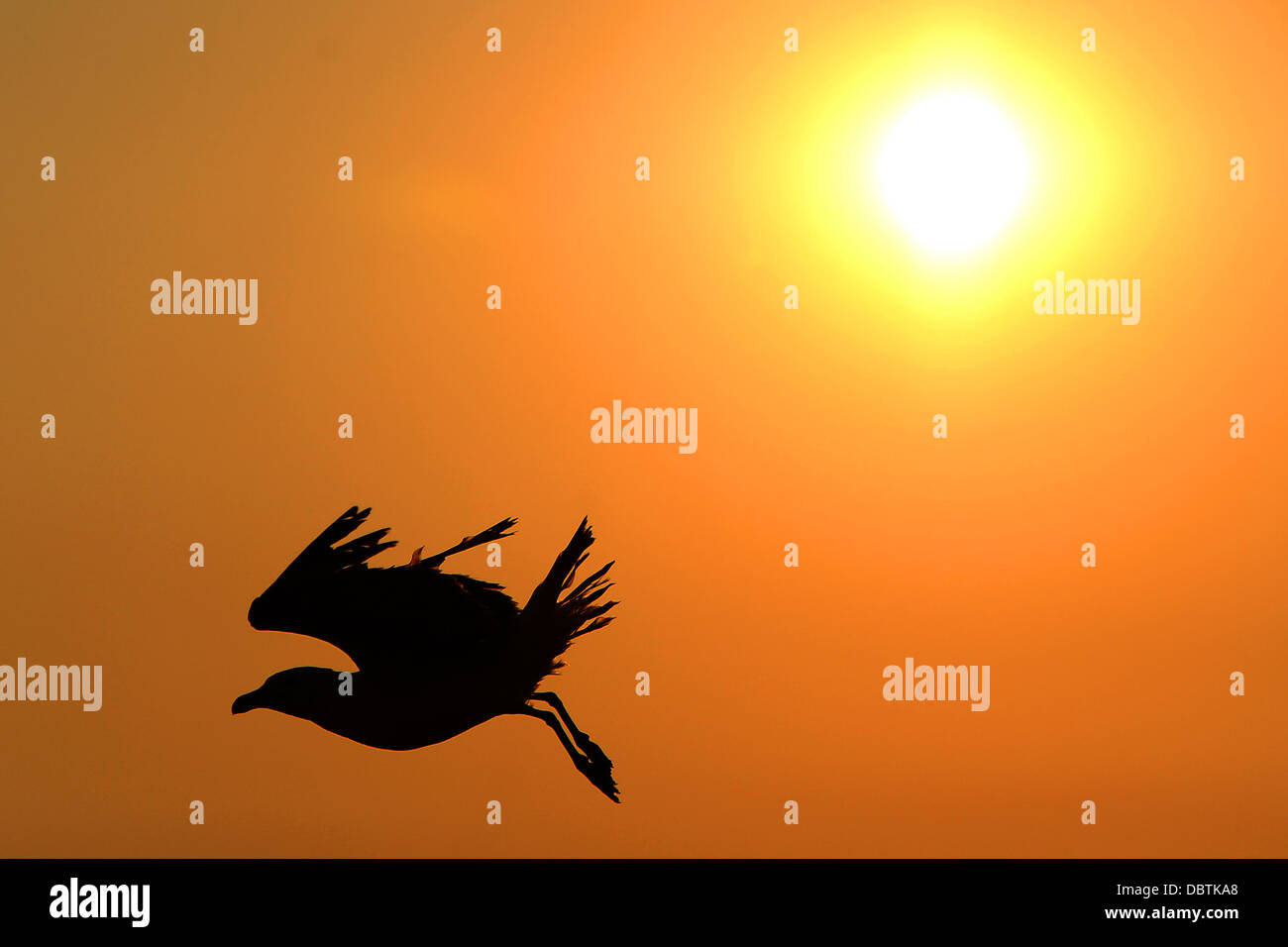 Eine Silhouette Möwe fliegen bei Sonnenuntergang. Stockfoto