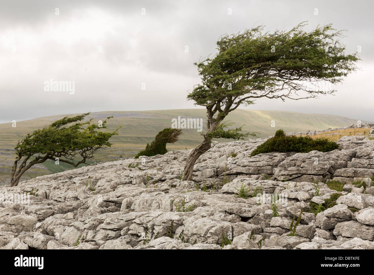 Wind geblasen Baum, Twistleton Narbe in der Yorkshire Dales Stockfoto