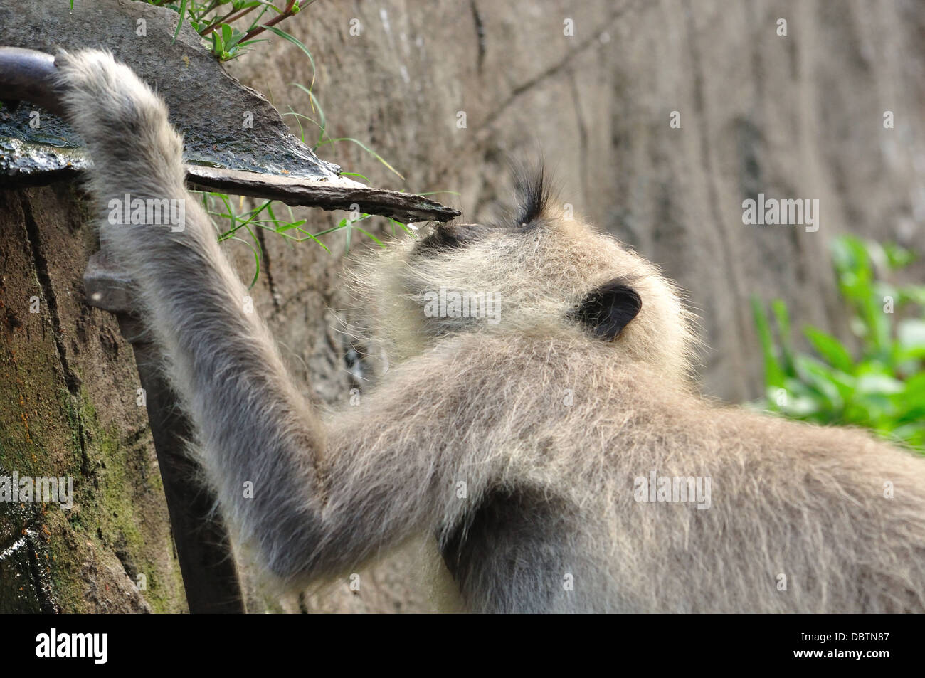 Indische Languren grau Stockfoto