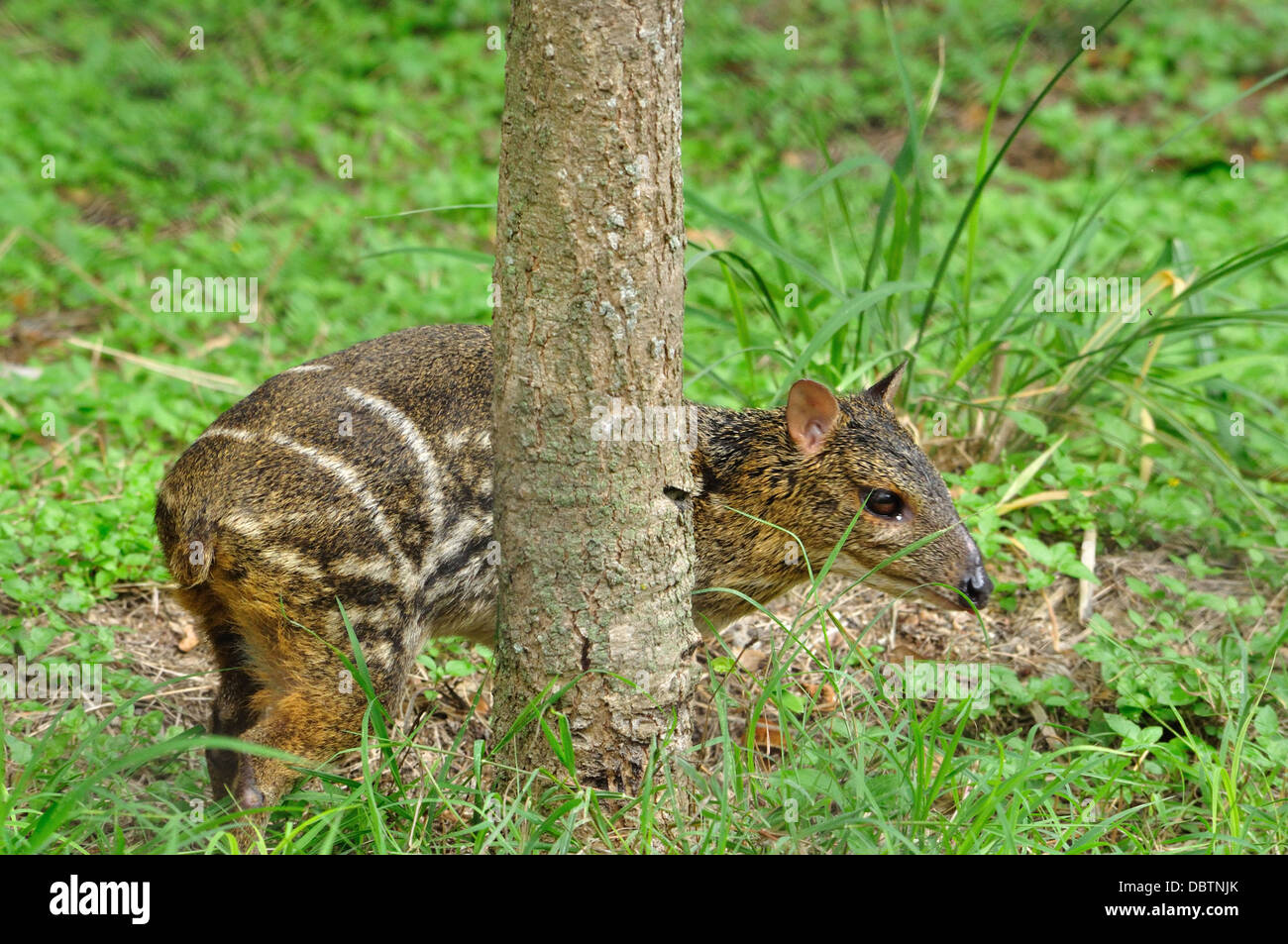 Indische Maus Reh Stockfoto