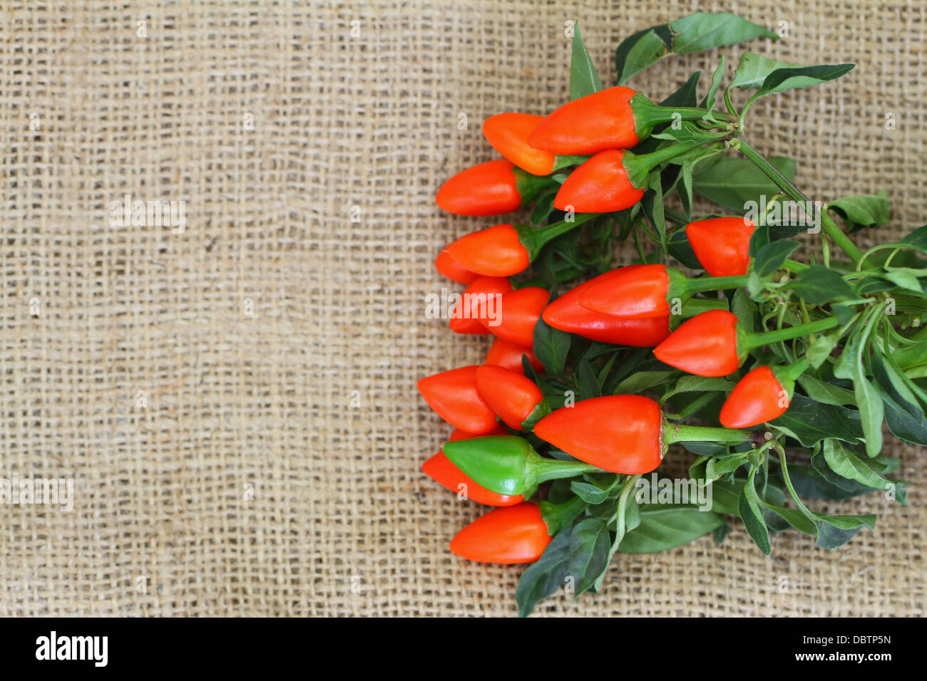 Heiße rote Paprika auf Jute Oberfläche mit Textfreiraum Stockfoto