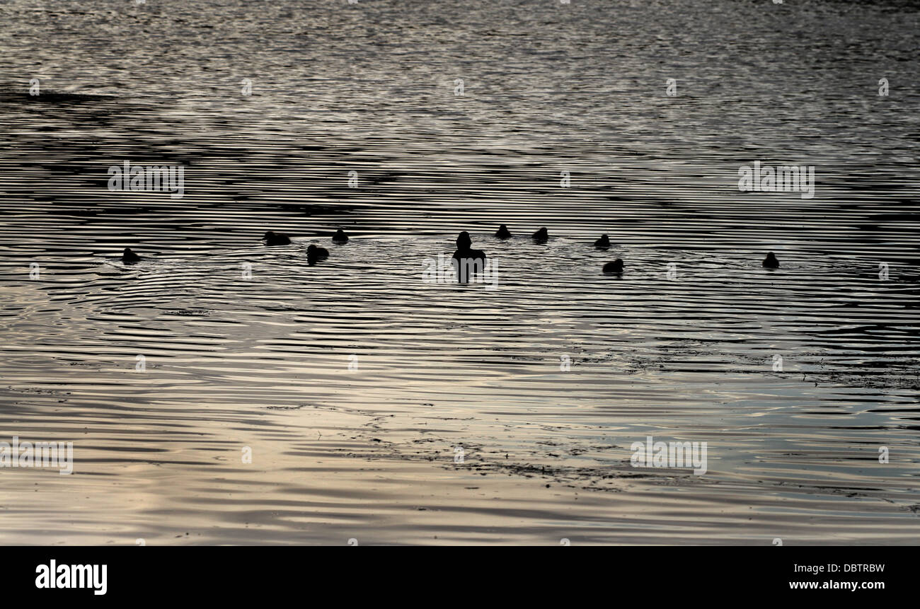 Familie der Enten in den späten Abend. Stockfoto