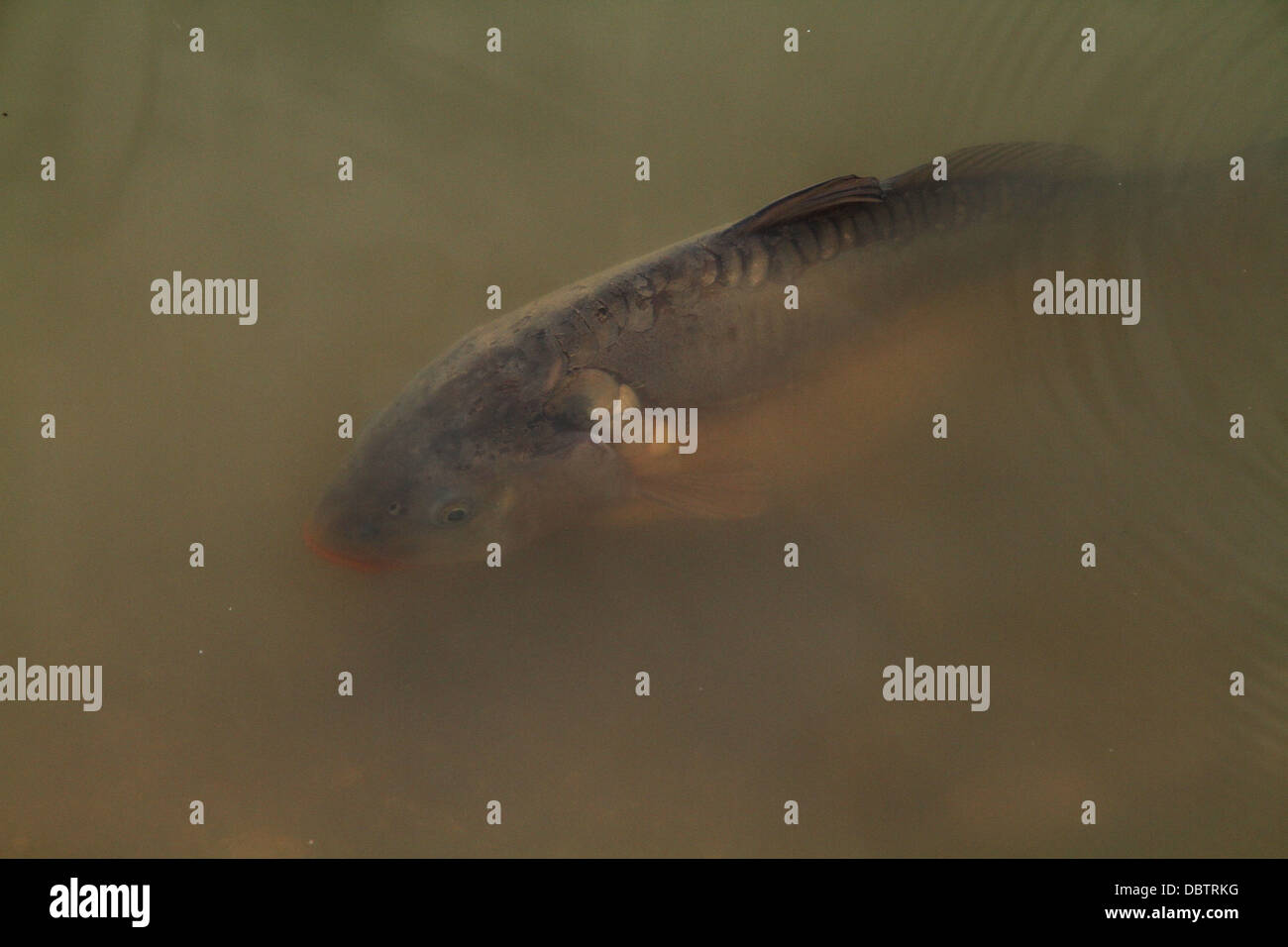 Große SpiegelKarpfen im Teich Stockfotografie Alamy