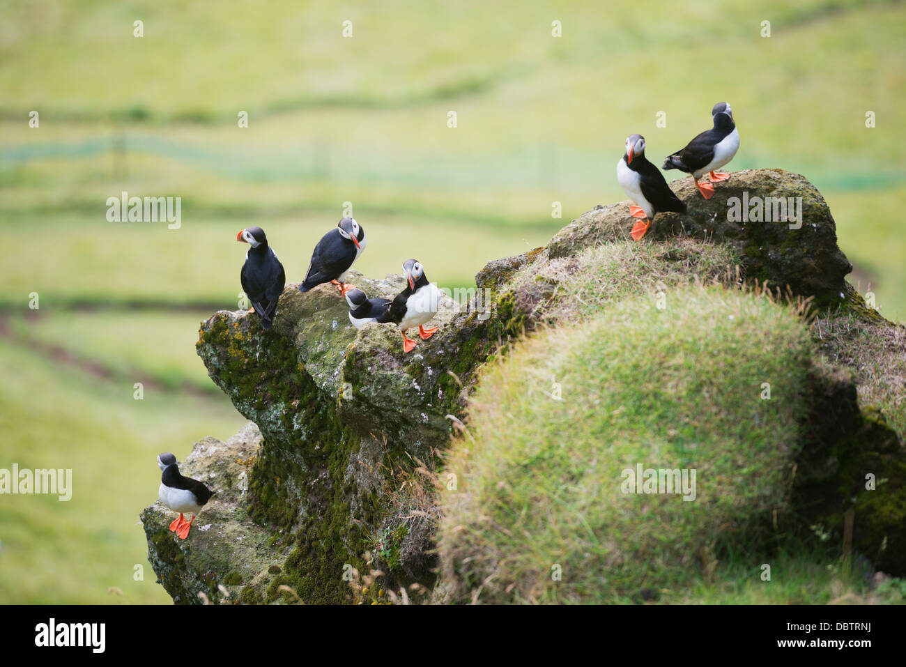 Papageitaucher (Fratercula Arctica), Insel Heimaey, Vestmannaeyjar, vulkanischen Westmännerinseln, Island, Polarregionen Stockfoto