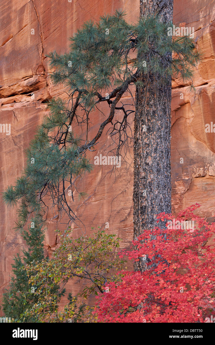 Großer Zahn-Ahorn (Acer Grandidentatum) in der Nähe von einem gelb-Kiefer (Pinus Ponderosa) Stamm im Herbst, Zion Nationalpark, Utah, USA Stockfoto