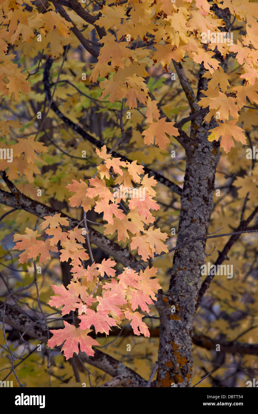 Gelb, Orange und rot lässt auf eine große Zahn-Ahorn (Acer Grandidentatum) im Herbst, Zion Nationalpark, Utah, USA Stockfoto