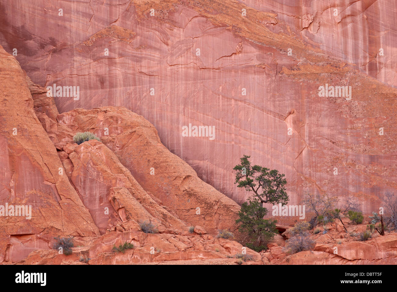 Lachsfarben Sandsteinwand mit Evergreens, Grand Staircase-Escalante National Monument, Utah, Vereinigte Staaten von Amerika Stockfoto